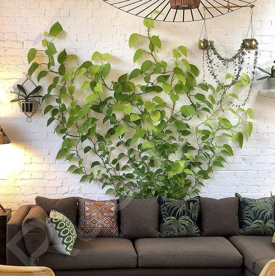 Plant Climbing Self Adhesive Wall Clips [30/60 Clips Set]